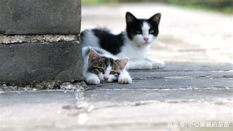 野猫死在家门口|流浪猫一直在门口，赶不走怎么办？